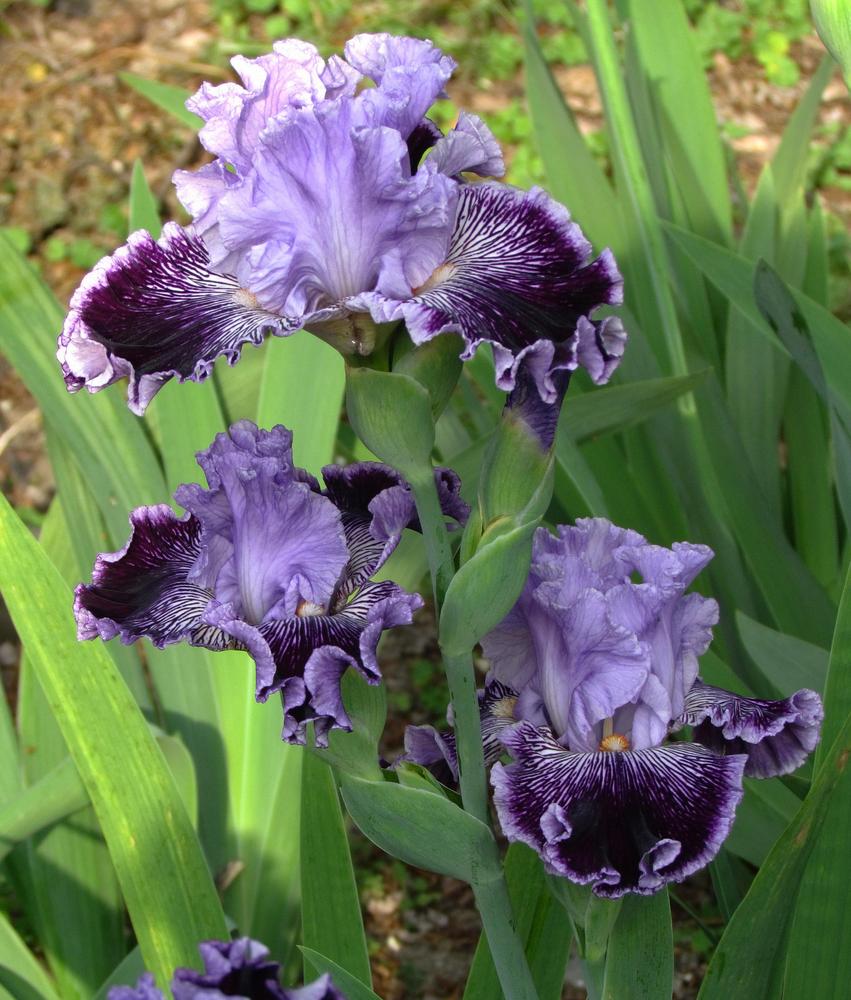 Photo of Tall Bearded Iris (Iris 'Captain Thunderbolt') uploaded by LynNY