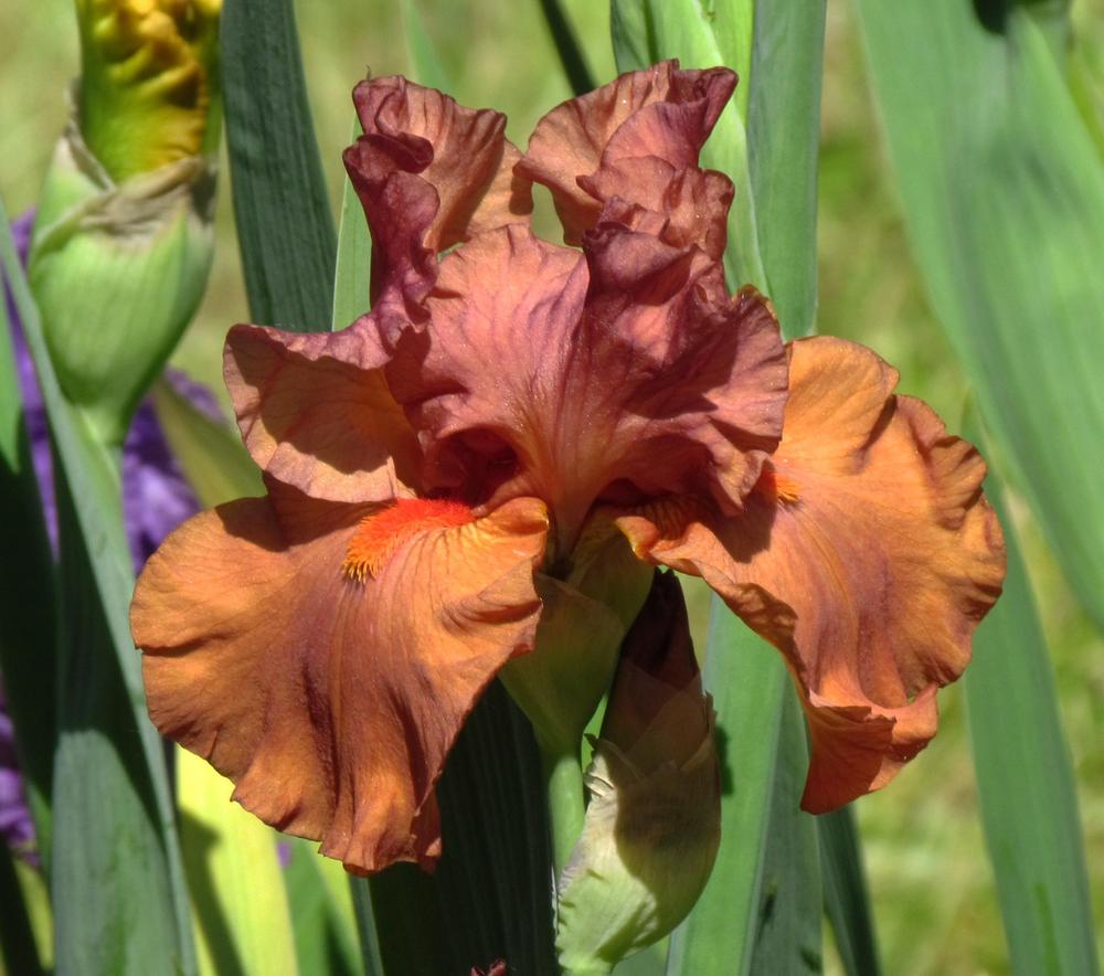 Photo of Tall Bearded Iris (Iris 'Flame Amber') uploaded by LynNY