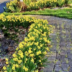 Location: My garden, central NJ, Zone 7A
Date: 2023-04-01
Amazing performance… gets better each year!