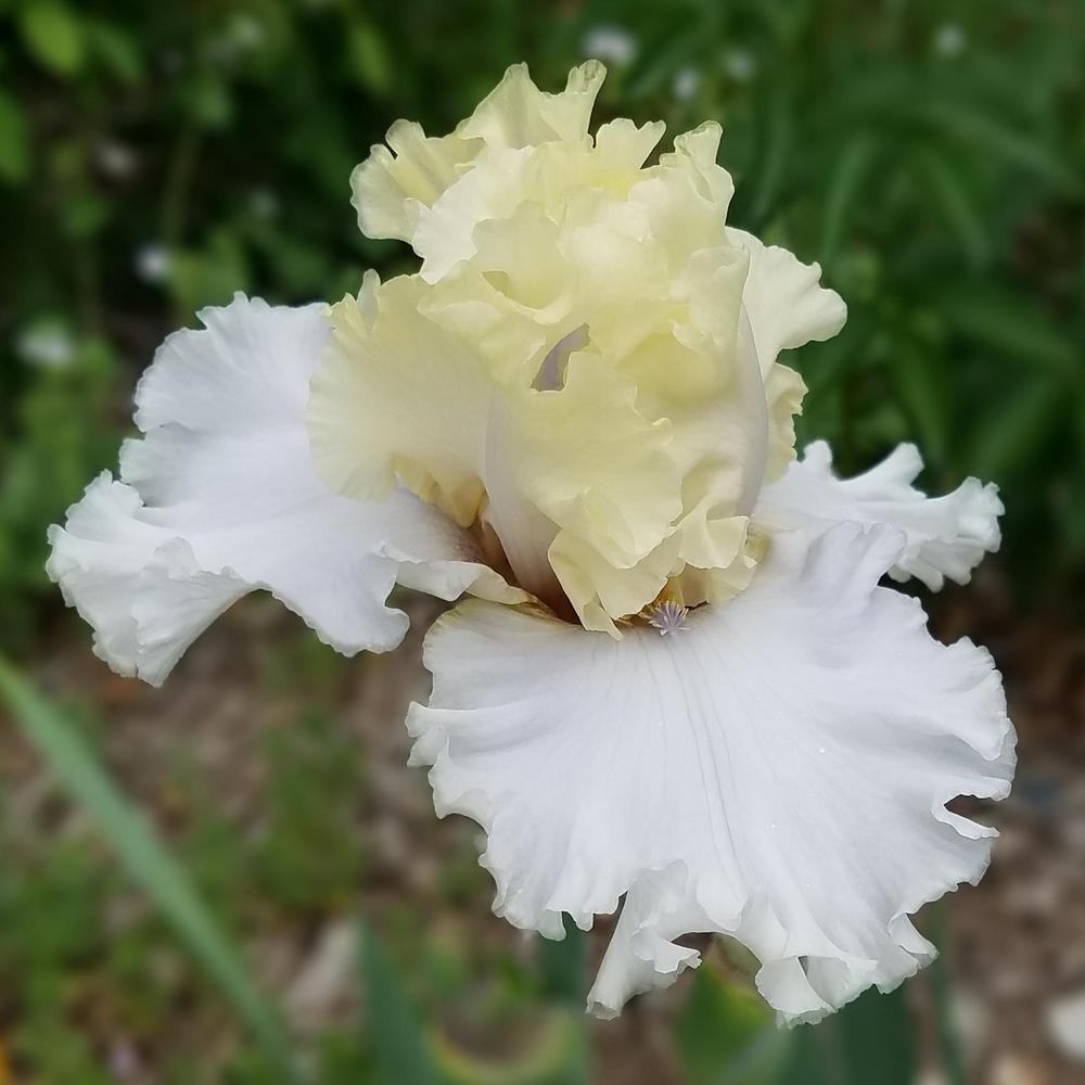 Photo of Tall Bearded Iris (Iris 'Frozen Margarita') uploaded by OrganicJen