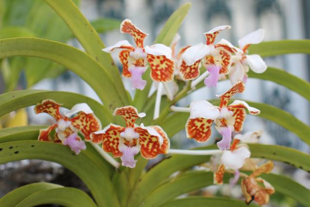 Photo of Orchid (Vanda tricolor) uploaded by RuuddeBlock