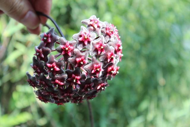 Photo of Wax Plant (Hoya carnosa) uploaded by RuuddeBlock