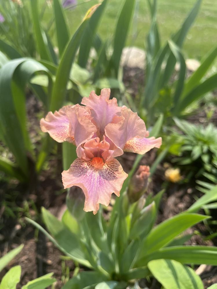Photo of Standard Dwarf Bearded Iris (Iris 'Fruit Cup') uploaded by SamE