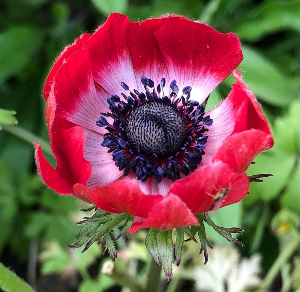 Photo of Poppy Anemone (Anemone coronaria) uploaded by aleema