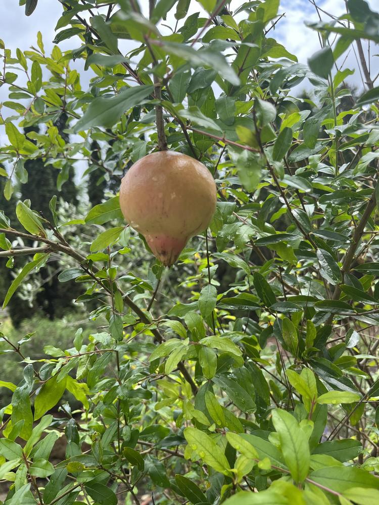 Photo of Pomegranates (Punica granatum) uploaded by cwhitt