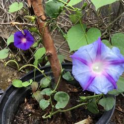 Location: Old house
Date: 2021-04-26
My “Bonsai” morning glory alongside a volunteer by the fence.