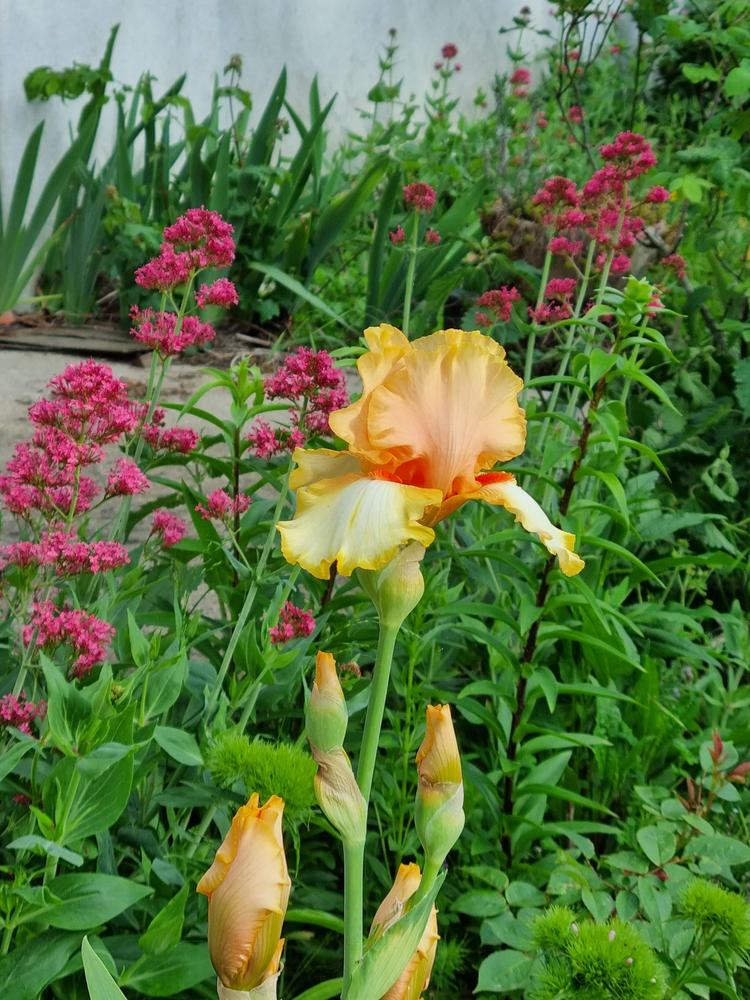 Photo of Tall Bearded Iris (Iris 'Captain Crunch') uploaded by mbotanas