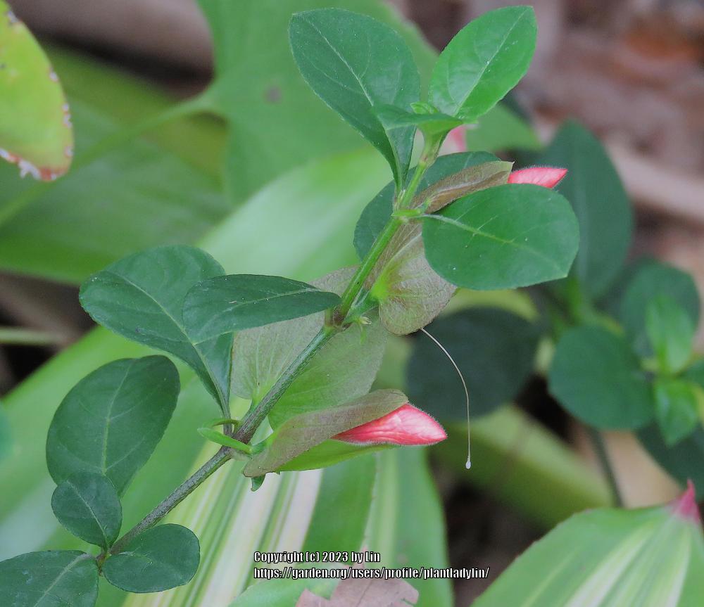 Photo of Coral-Creeper (Barleria repens) uploaded by plantladylin