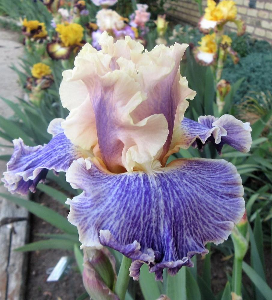 Photo of Tall Bearded Iris (Iris 'Netizen') uploaded by tveguy3