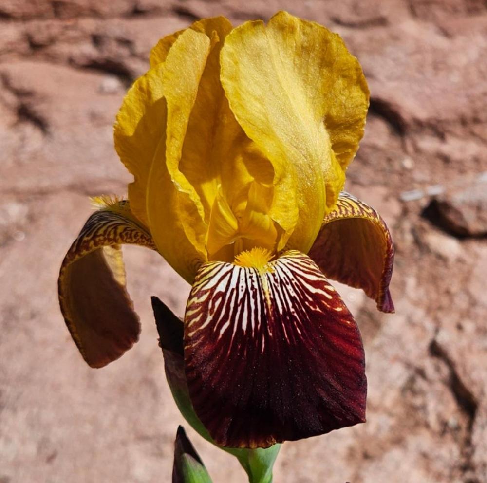 Photo of Irises (Iris) uploaded by vwekamp
