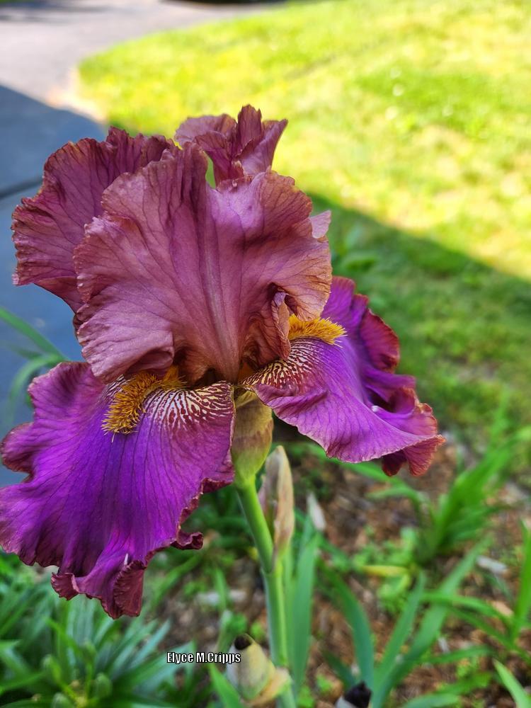 Photo of Tall Bearded Iris (Iris 'Dance the Night Away') uploaded by ElyceC