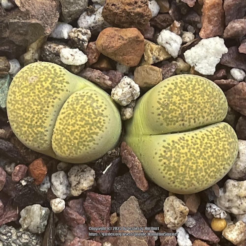 Photo of Living Stones (Lithops localis 'Speckled Gold') uploaded by HamiltonSquare