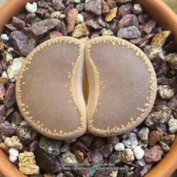 Location: Sacramento CA.
Date: 2023-05-31
Lithops aucampiae ‘Chocolate Puddle’ is not a registered cult
