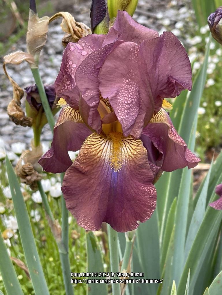 Photo of Tall Bearded Iris (Iris 'Grand Canyon') uploaded by Henhouse