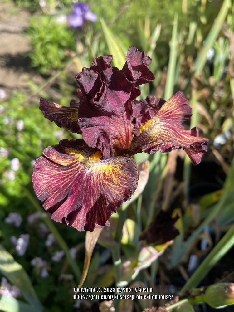 Photo of Tall Bearded Iris (Iris 'Bam a Lam') uploaded by Henhouse