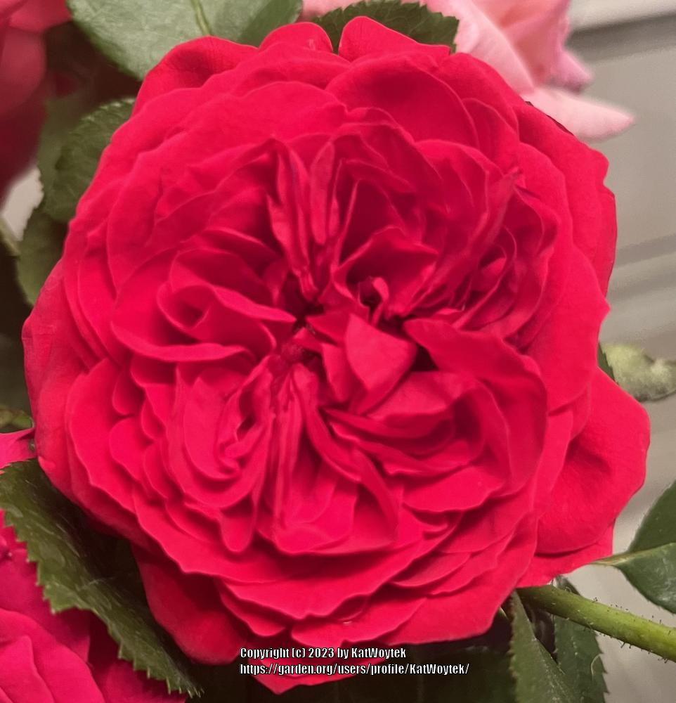 Photo of Rose (Rosa 'Red Eden') uploaded by KatWoytek