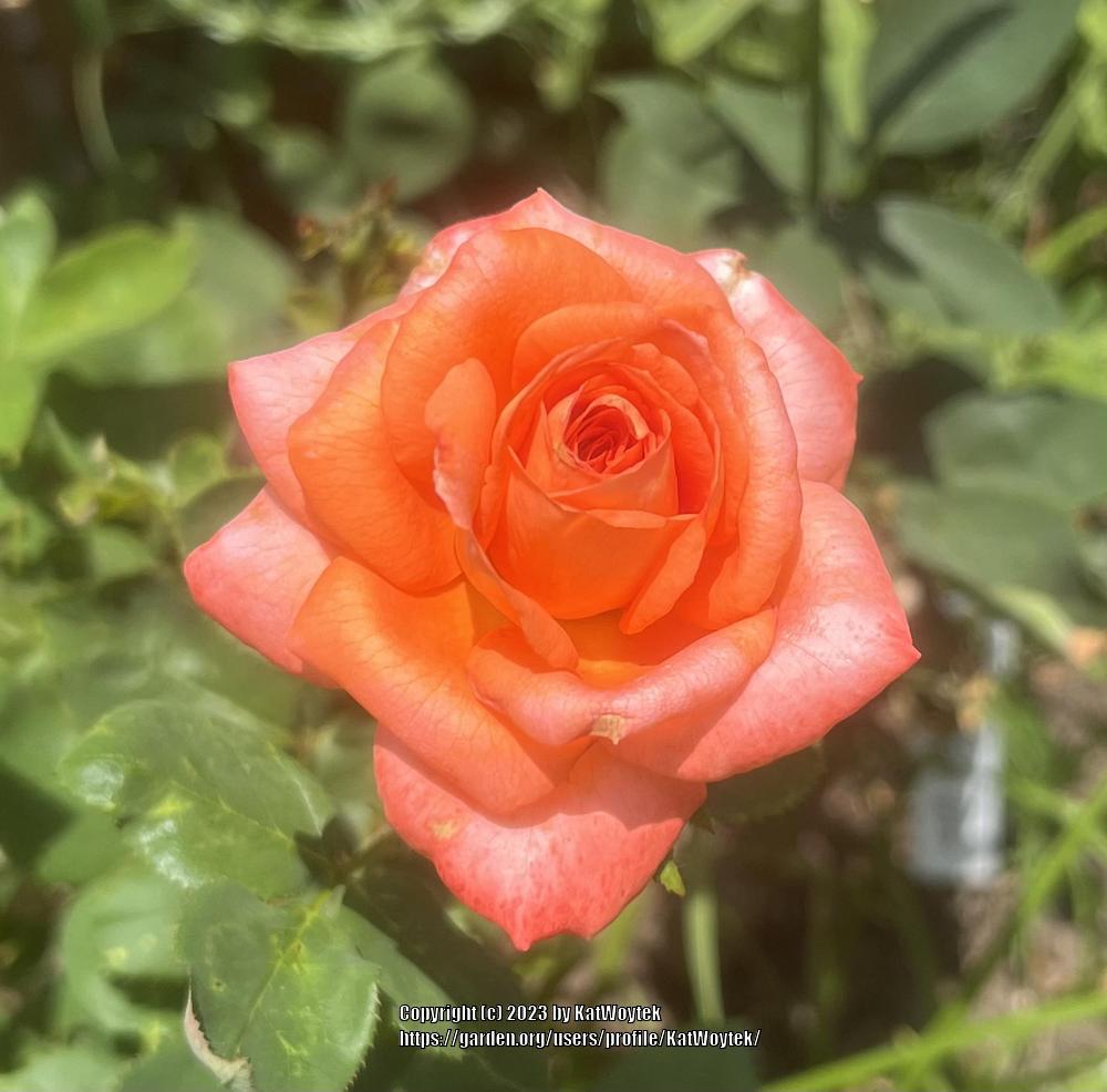 Photo of Rose (Rosa 'Shreveport') uploaded by KatWoytek