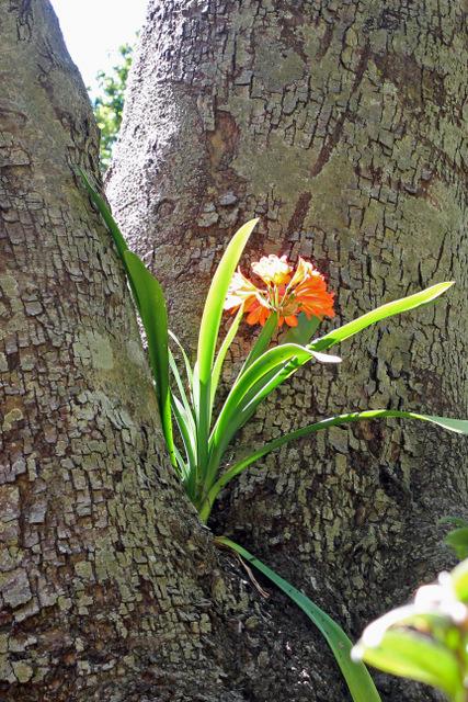 Photo of Fire Lily (Clivia miniata) uploaded by RuuddeBlock