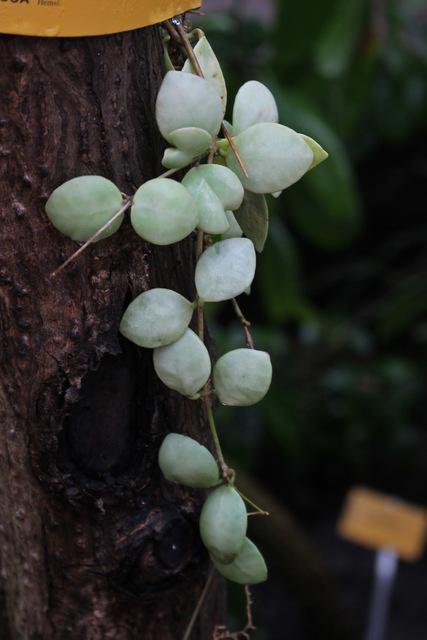Photo of Wax Plant (Hoya inconspicua) uploaded by RuuddeBlock