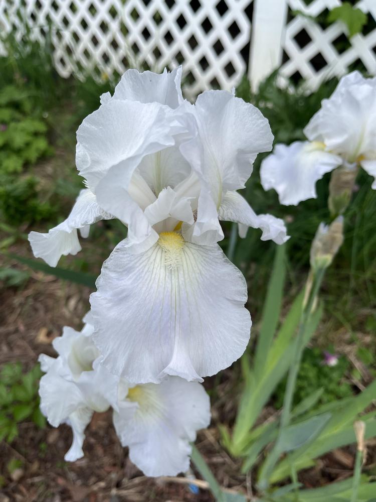 Photo of Tall Bearded Iris (Iris 'Immortality') uploaded by SamE