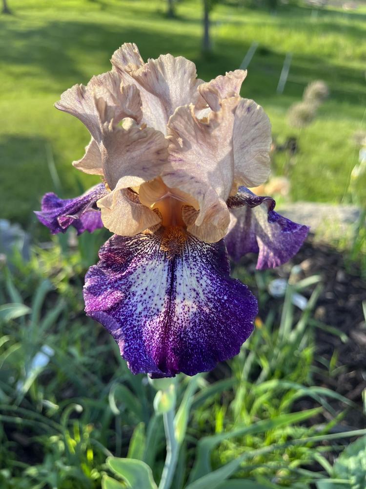 Photo of Tall Bearded Iris (Iris 'Kid's Clothes') uploaded by SamE