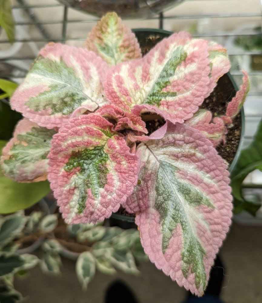 Photo of Flame Violet (Episcia 'Moonlight Valley') uploaded by kkaymci55