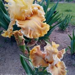 Location: East facing garden zone 6b
Date: June 2023
The maiden bloom of this iris. One year plant, double bloom
