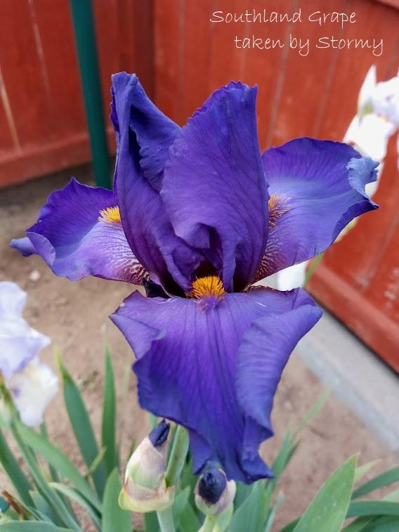 Photo of Tall Bearded Iris (Iris 'Southland Grape') uploaded by scary1785