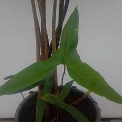 Location: West Sumatra Indonesia (my garden)
Date: 2023-06-02
juvenile plant