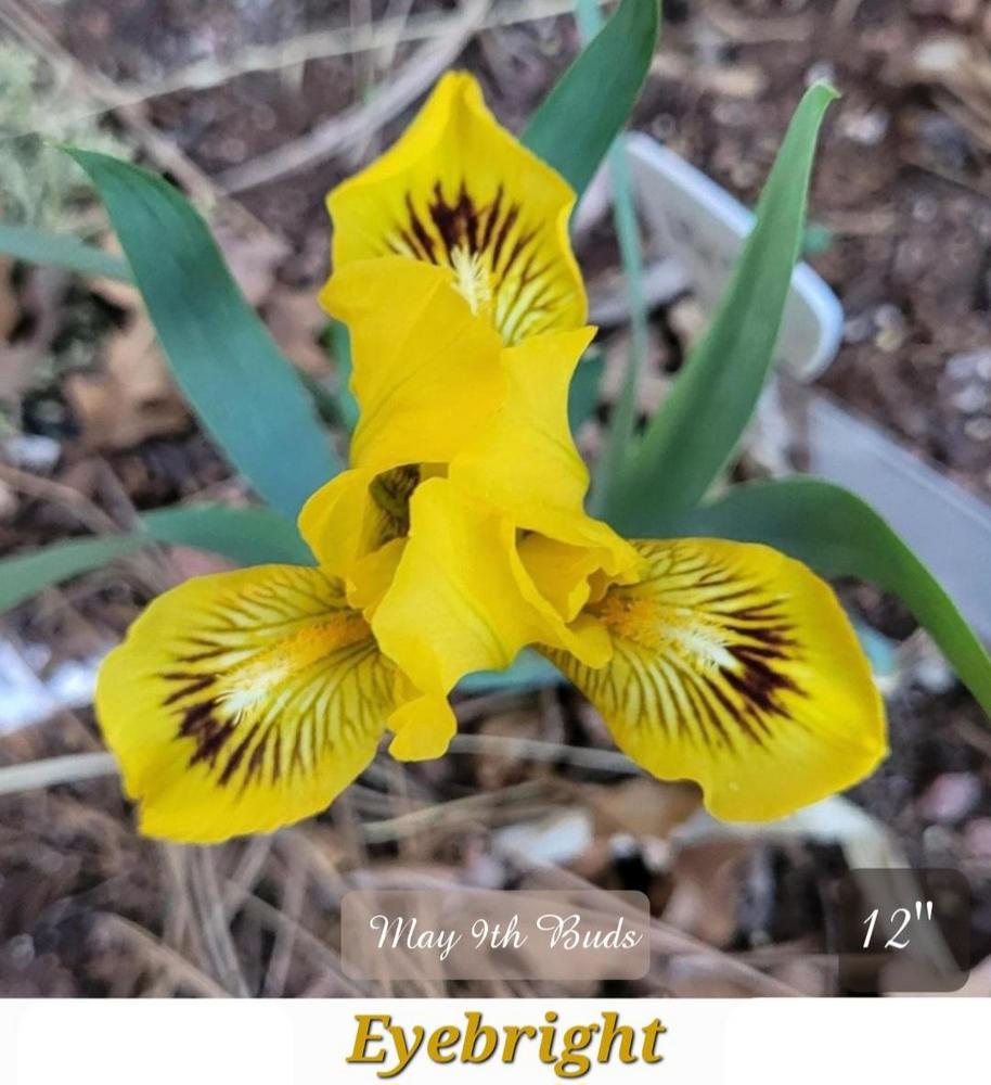 Photo of Standard Dwarf Bearded Iris (Iris 'Eyebright') uploaded by vwekamp
