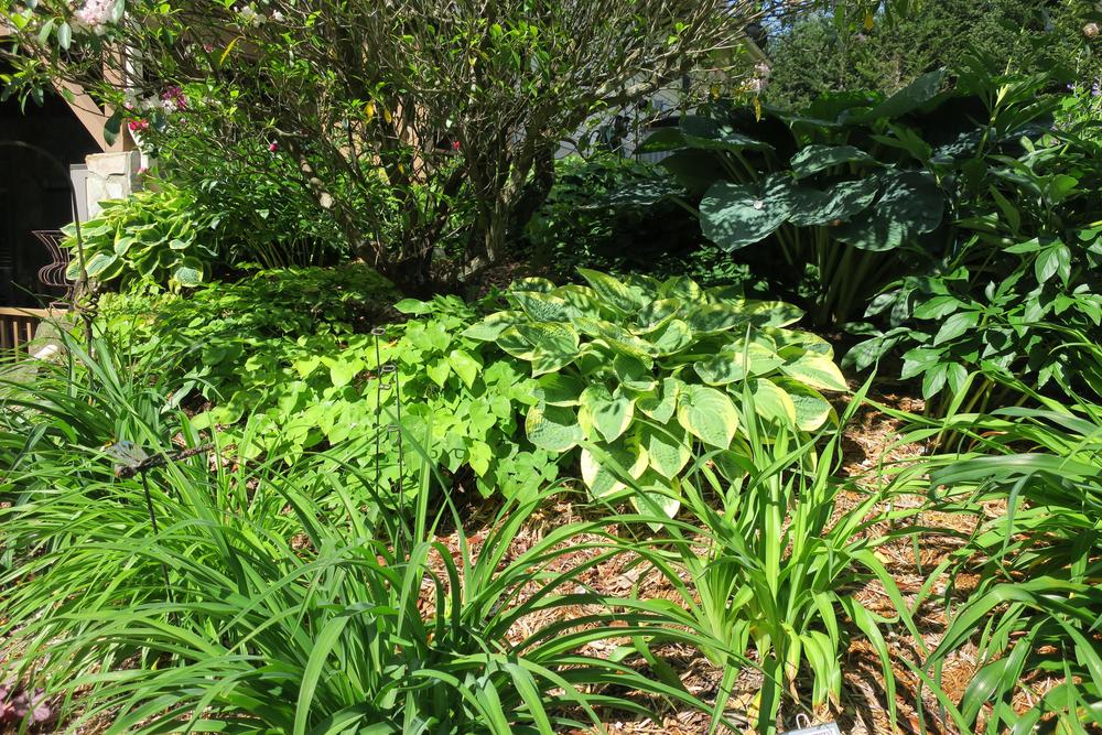 Photo of Hosta 'Wide Brim' uploaded by 2Dogsmother