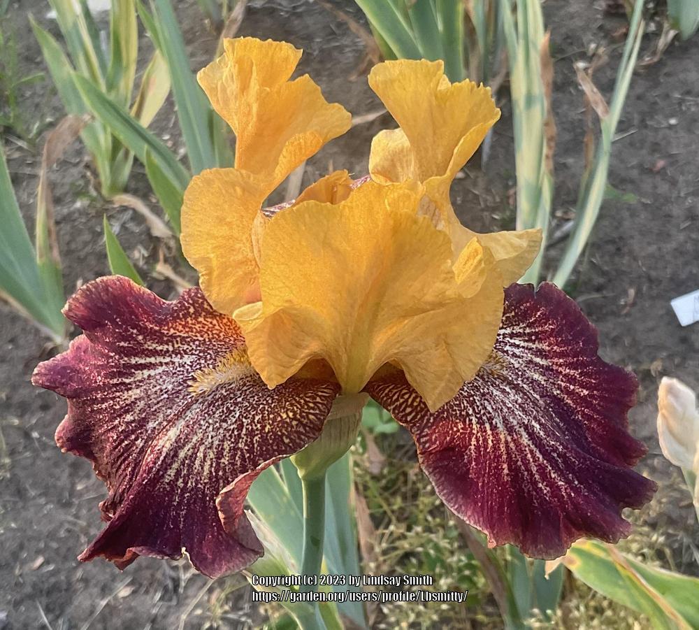 Photo of Tall Bearded Iris (Iris 'Bronco Down') uploaded by Lbsmitty