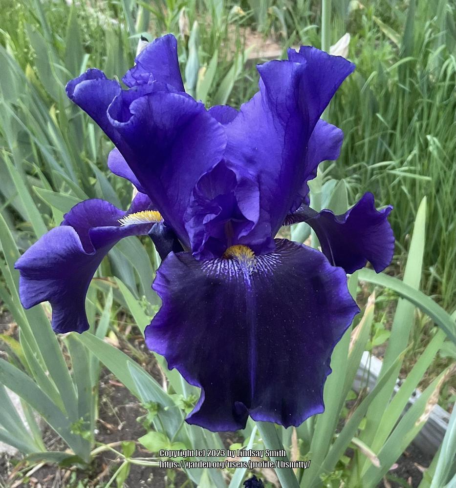Photo of Tall Bearded Iris (Iris 'Into the Night') uploaded by Lbsmitty