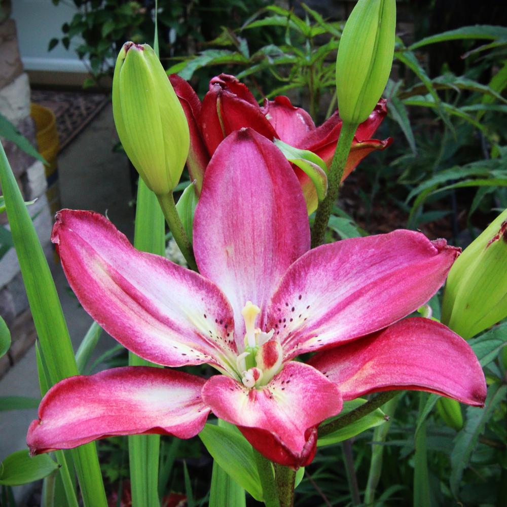 Photo of Lily (Lilium 'Double Sensation') uploaded by LoriMT