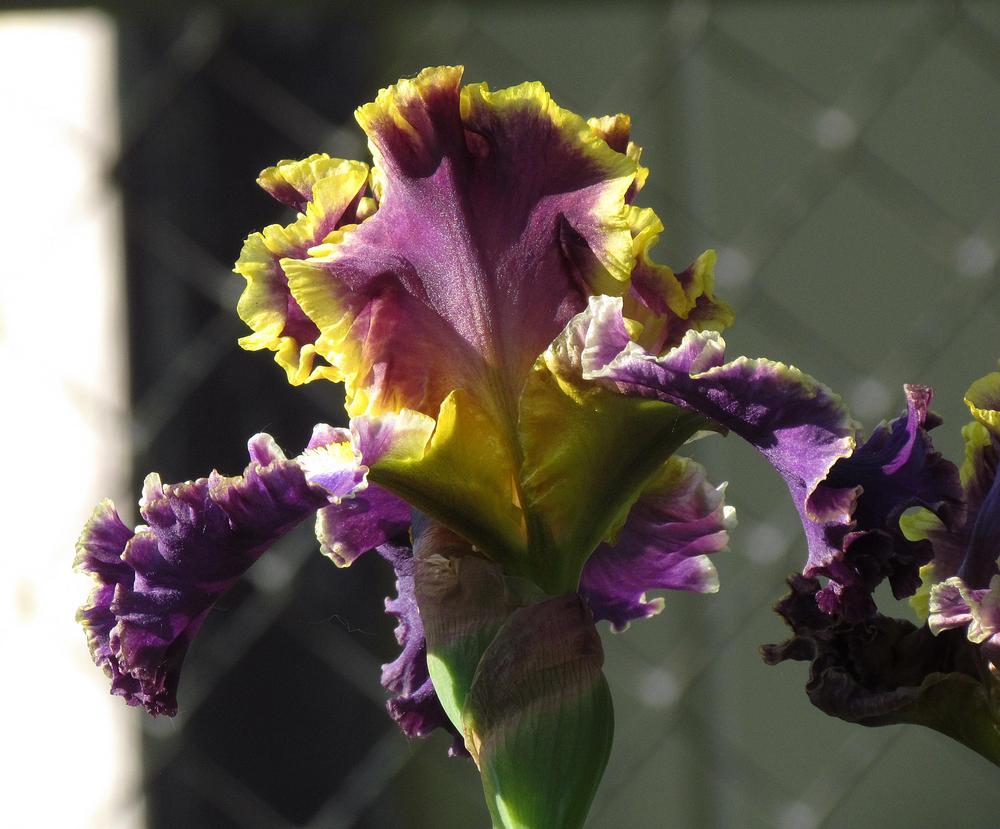 Photo of Tall Bearded Iris (Iris 'Illuminati') uploaded by LynNY