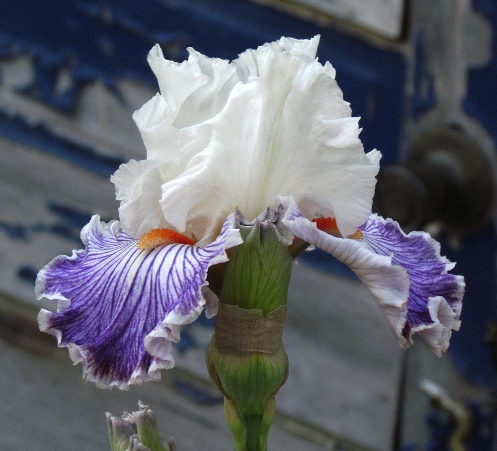 Photo of Tall Bearded Iris (Iris 'Line Item') uploaded by LynNY