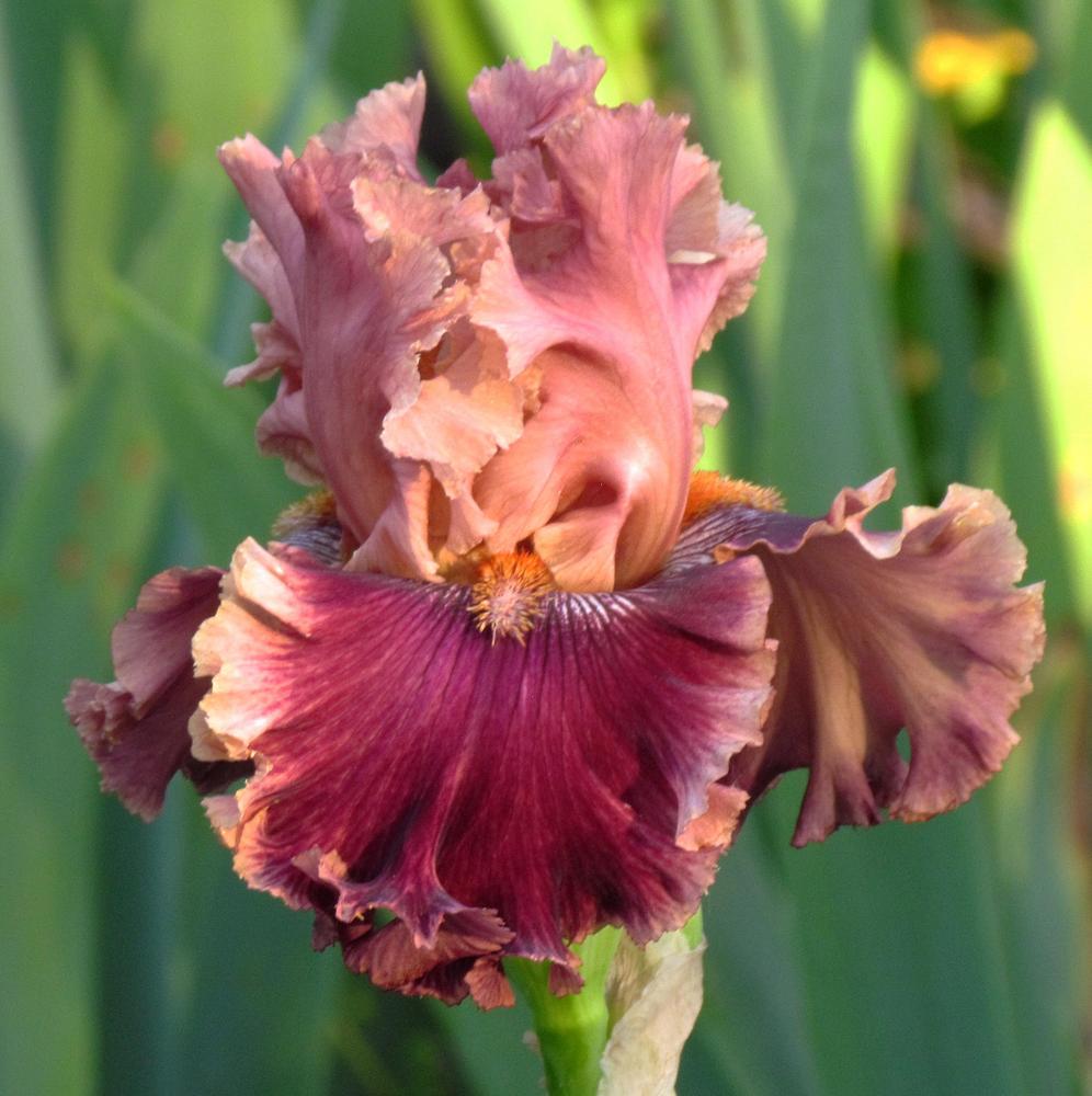 Photo of Tall Bearded Iris (Iris 'Lord of Mayfair') uploaded by LynNY