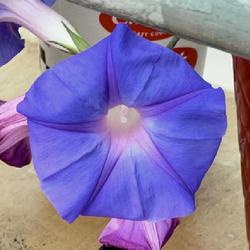 Location: Patio
Ipomoea Indica clipping, image changed to show blue color.