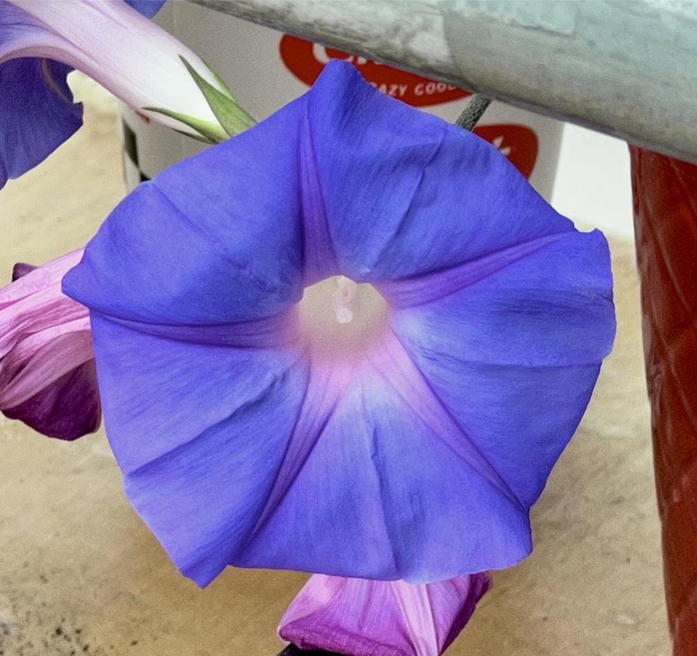 Photo of Oceanblue Morning Glory (Ipomoea indica) uploaded by fruitoverdose