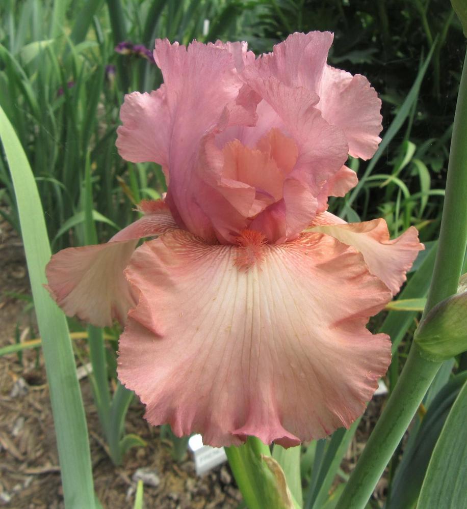 Photo of Tall Bearded Iris (Iris 'Company of One') uploaded by tveguy3