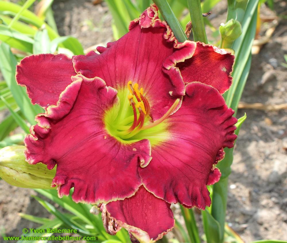 Photo of Daylily (Hemerocallis 'Magnet for Love') uploaded by Bellmar