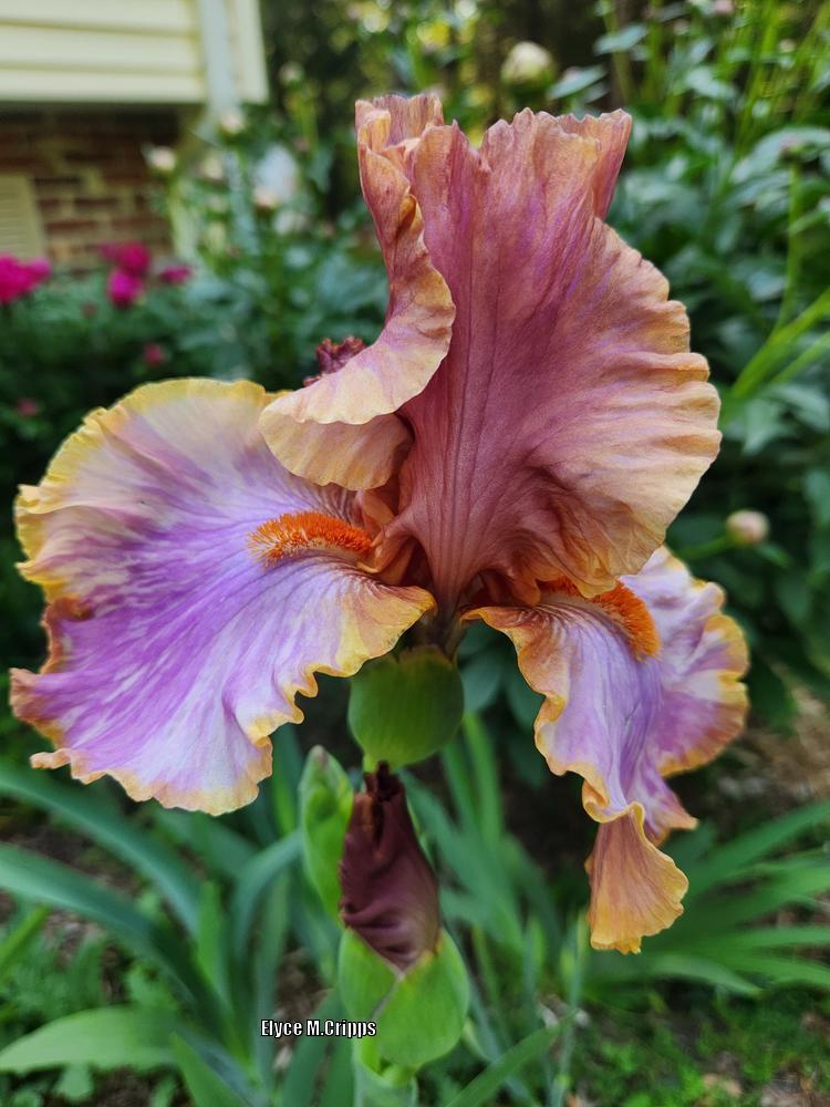 Photo of Tall Bearded Iris (Iris 'Maui Wowie') uploaded by ElyceC