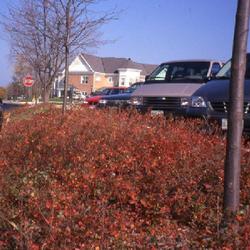 Location: Glen Ellyn, Illinois
Date: autumn in the 1980's
a mass planted in a parking lot island showing fall color