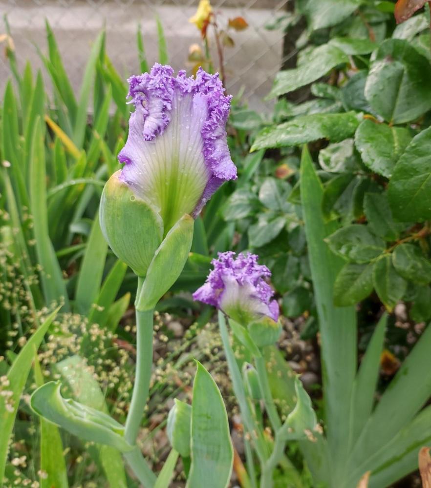 Photo of Tall Bearded Iris (Iris 'Super Model') uploaded by JozicaPL