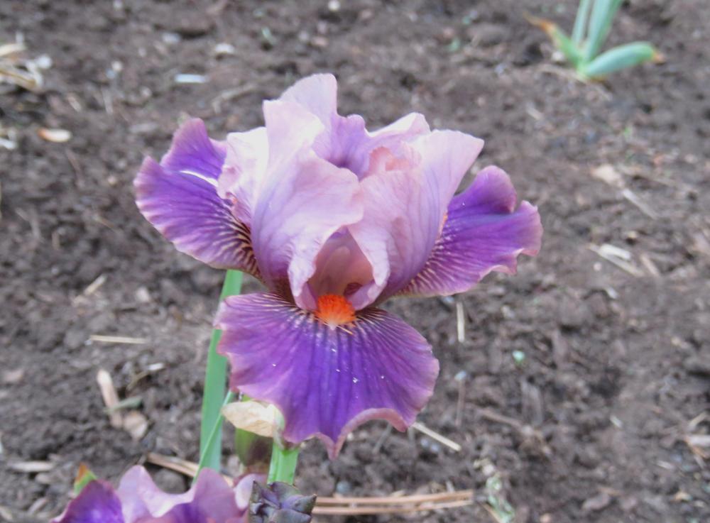 Photo of Standard Dwarf Bearded Iris (Iris 'Outrageous Vision') uploaded by KentPfeiffer