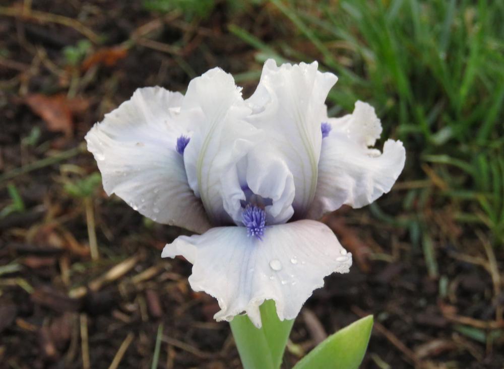 Photo of Standard Dwarf Bearded Iris (Iris 'Slightly Confused') uploaded by KentPfeiffer