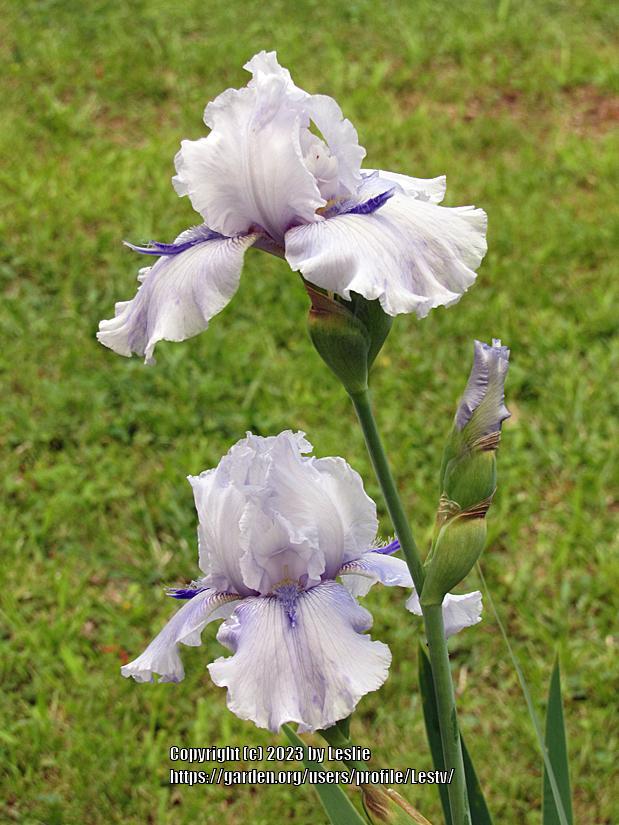 Photo of Tall Bearded Iris (Iris 'Ty Blue') uploaded by Lestv