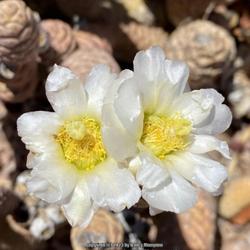 Location: Sun Lakes, AZ
Date: 2023-05-29
Flowers in May in the Phoenix area in full desert sun