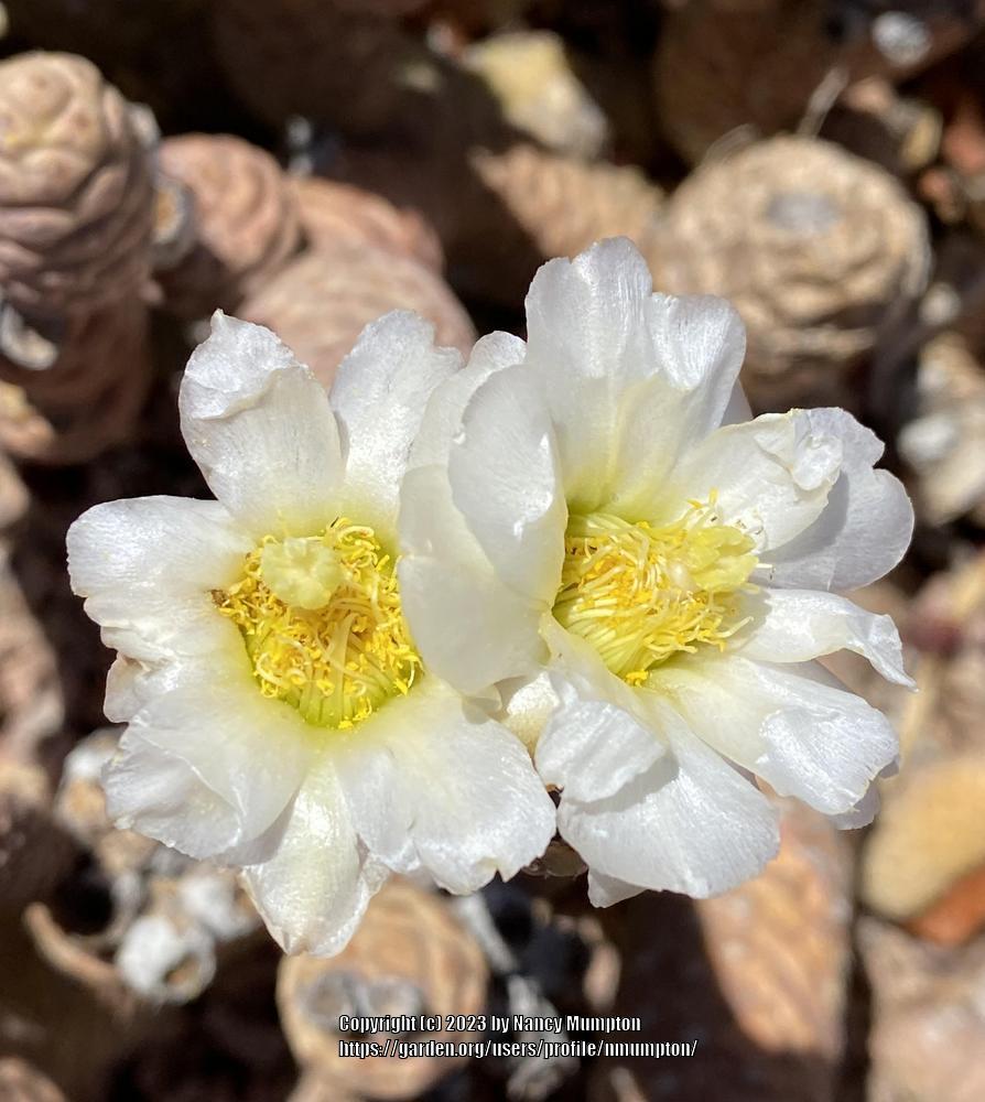 Photo of Papery Spine Cactus (Tephrocactus articulatus) uploaded by nmumpton