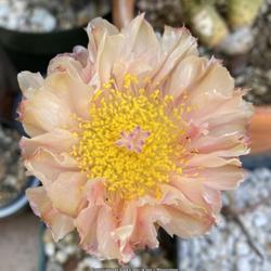 Location: Sun Lakes, AZ
Date: 2023-06-02
Blooming in a pot in my Sonoran Desert garden in May